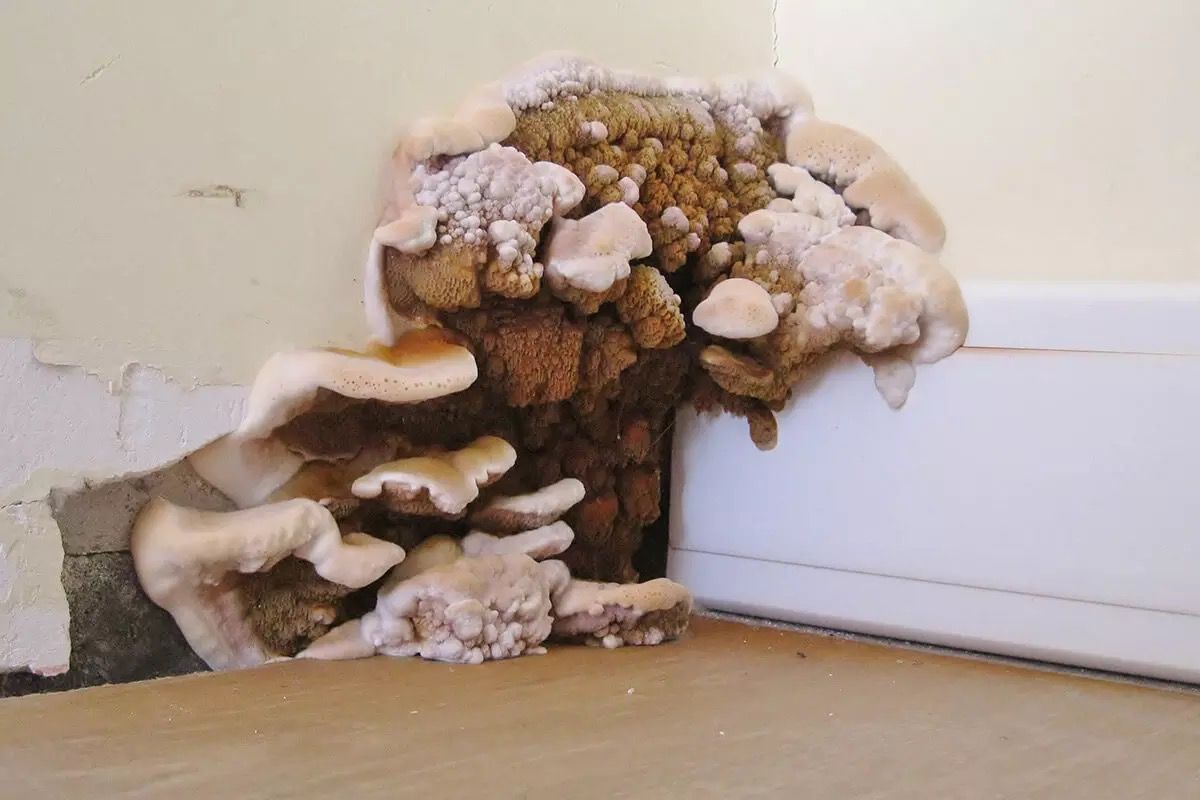 Fungus identification photograph