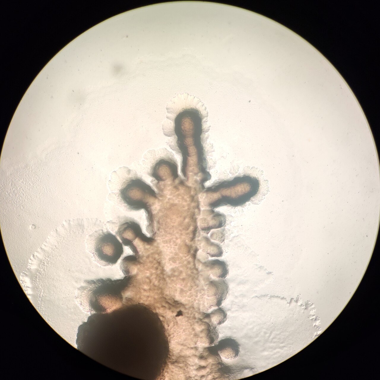 Microbial Pests identification photograph