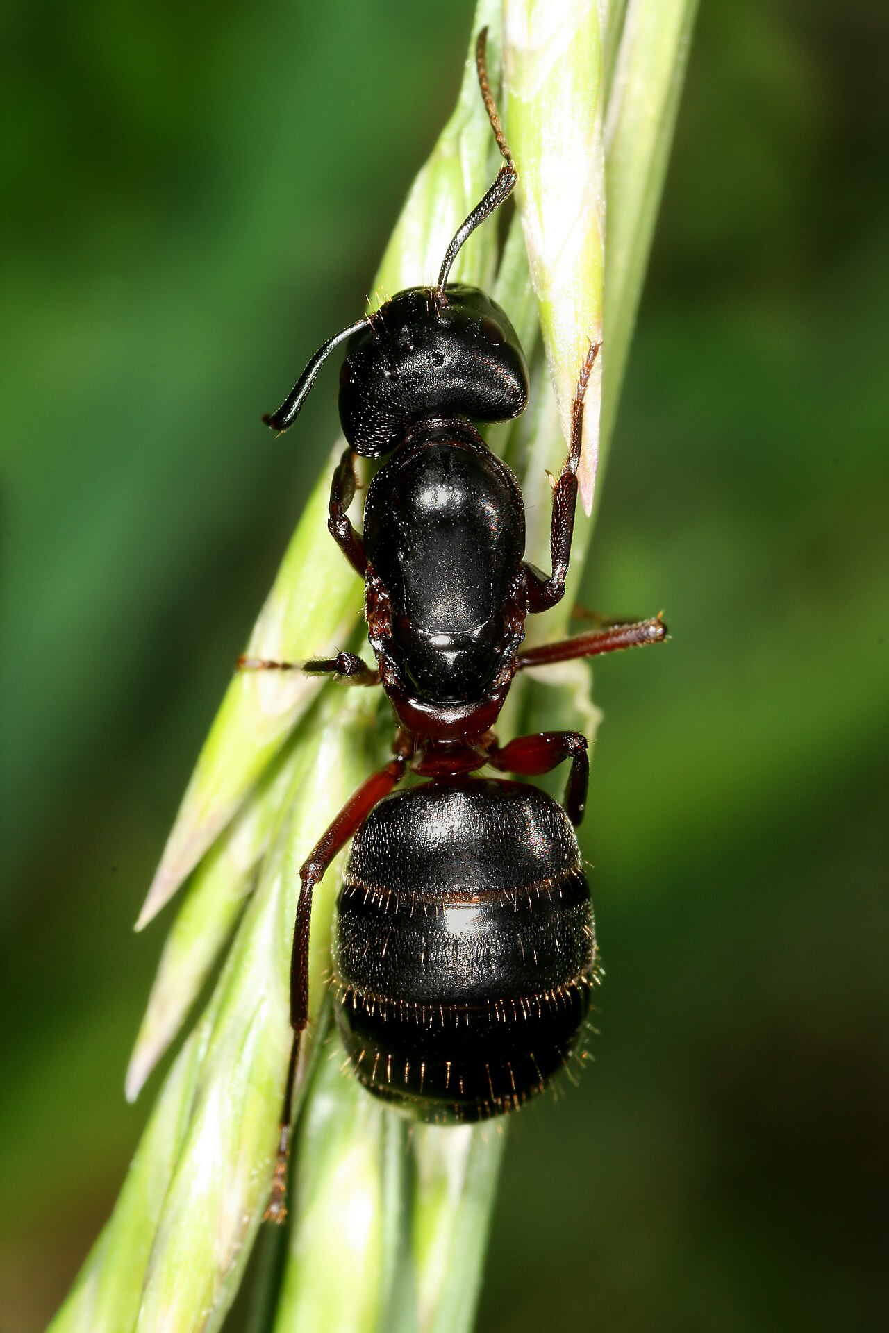 Occasional Ants identification photograph