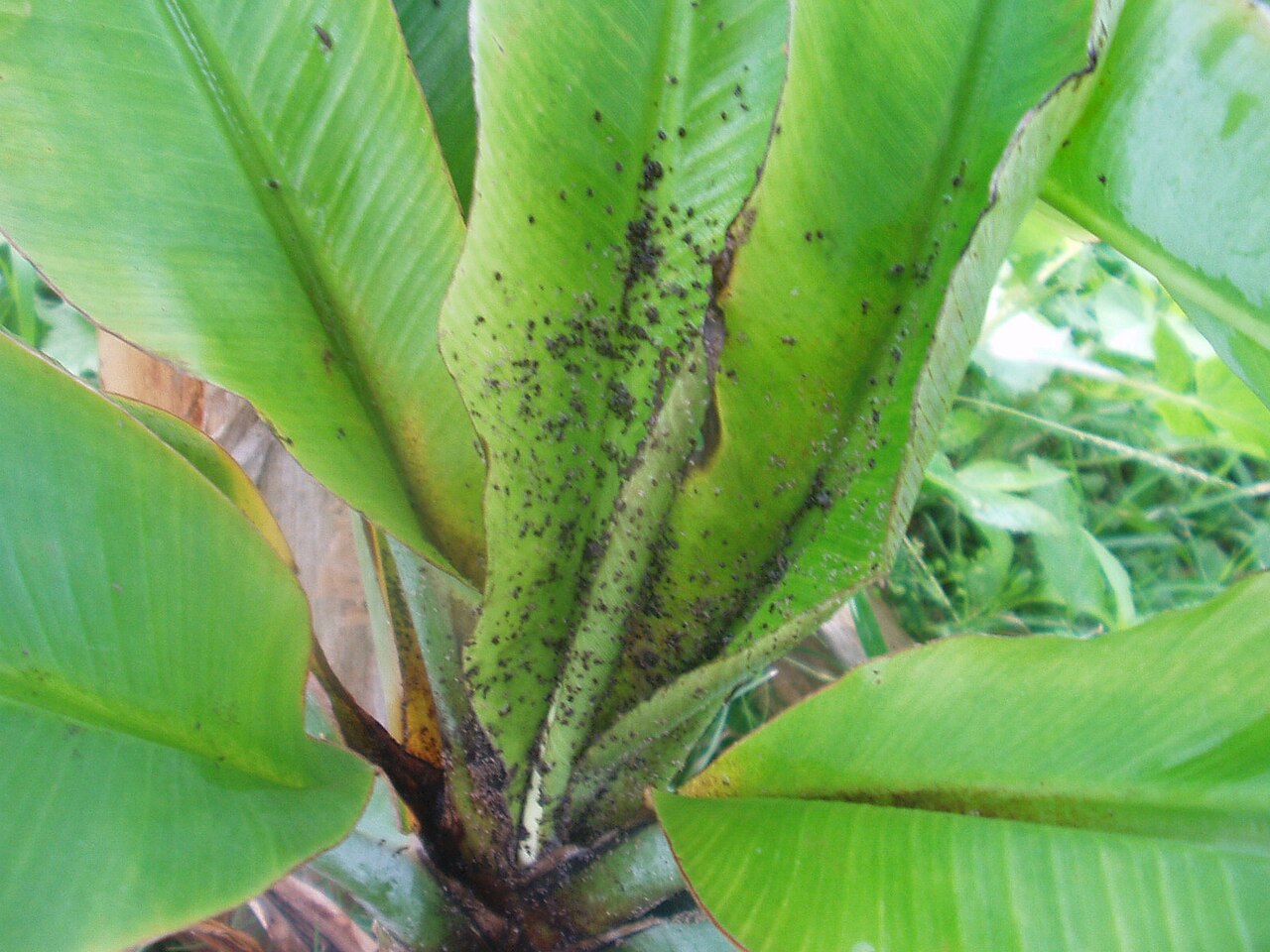 Plant Pests identification photograph