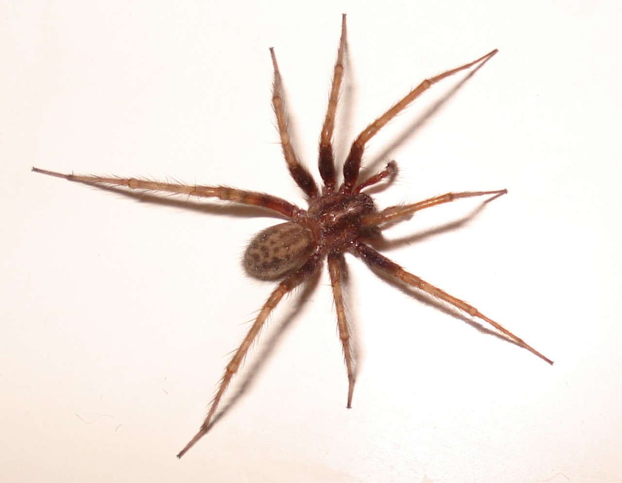 Spiders identification photograph