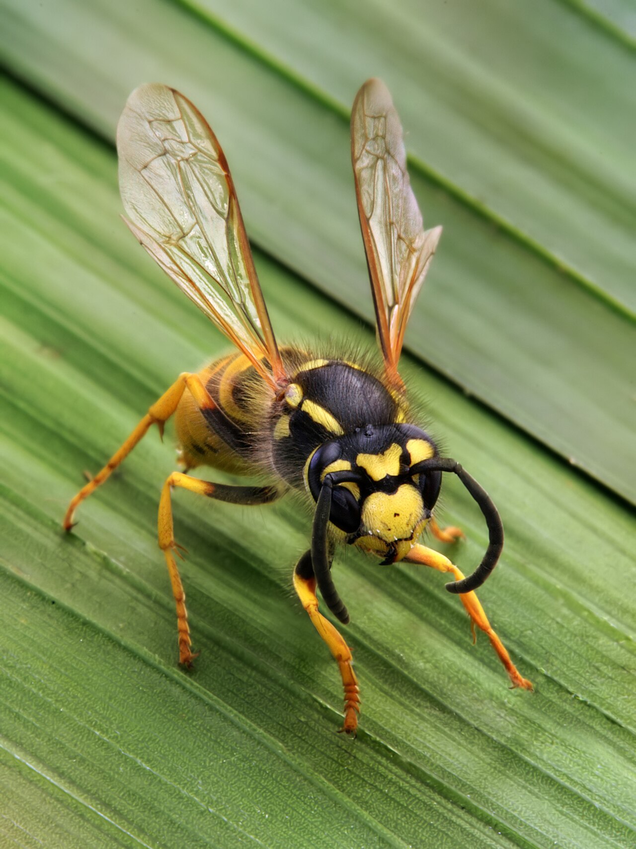 Stinging Pests identification photograph