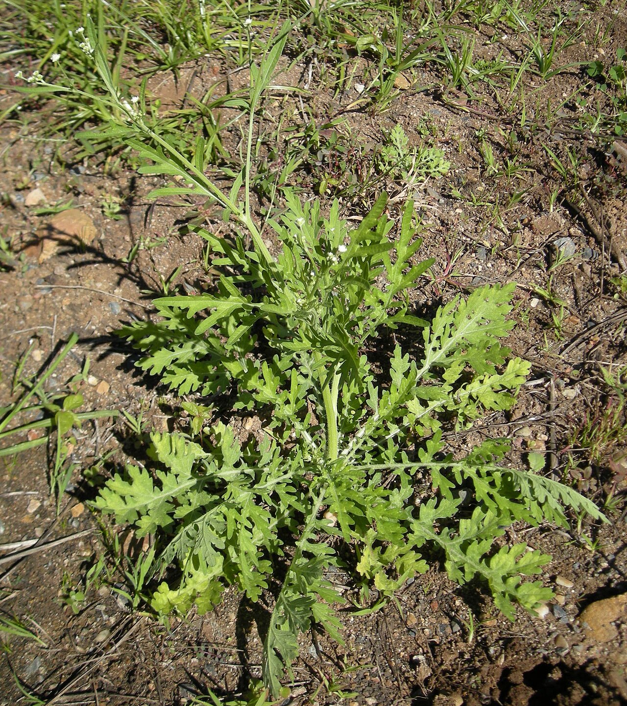 Weeds identification photograph